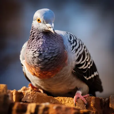 Pigeon Loft Donation
